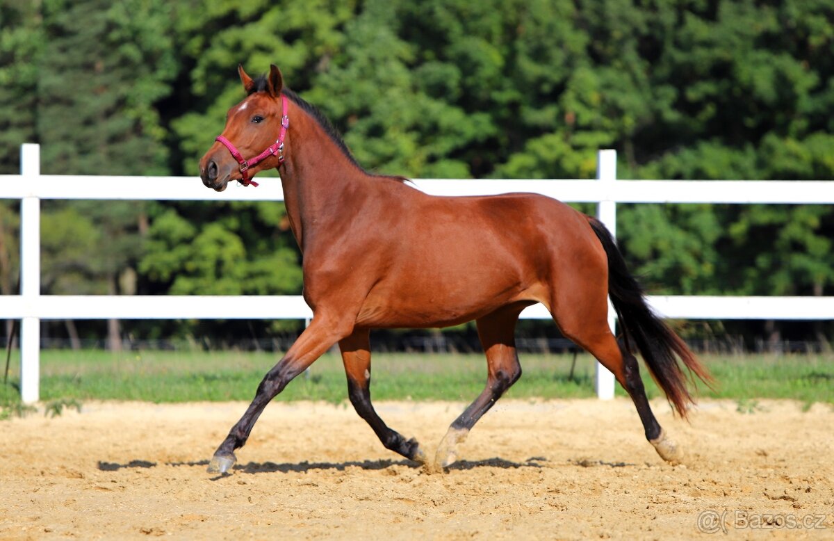 ____Klisna český teplokrevník___ - 5