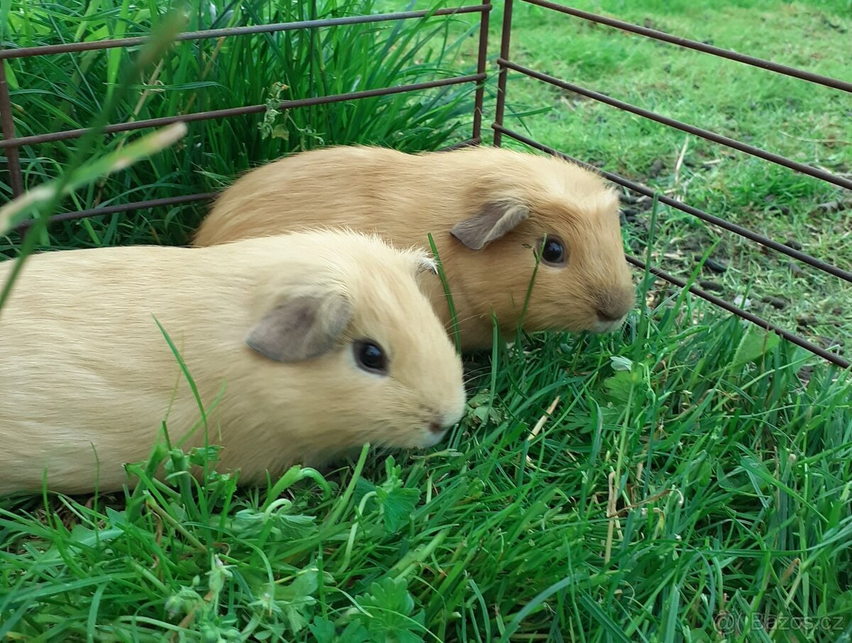 Morčátka krátkosrstá - 5