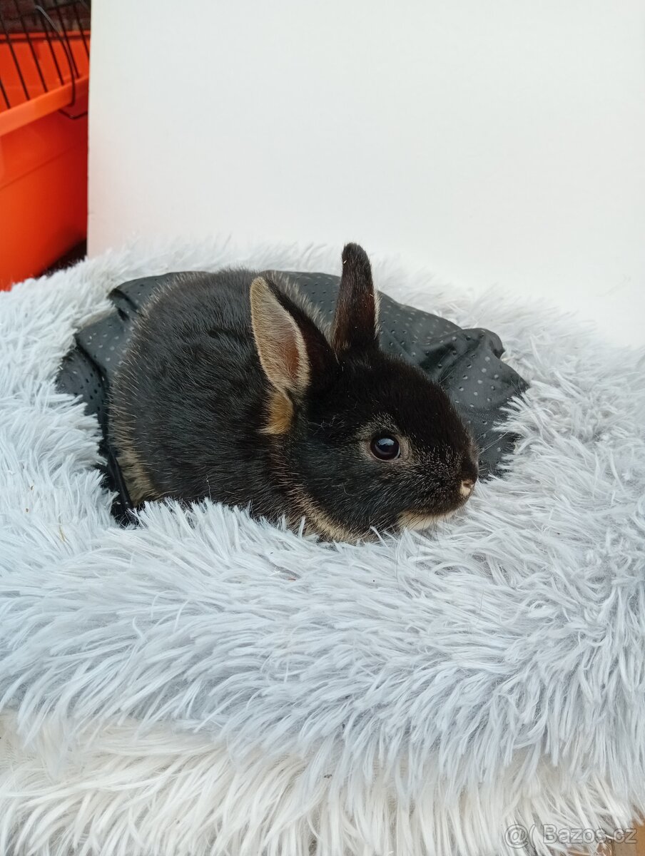 Zakrslý králíček Ch1 - 5