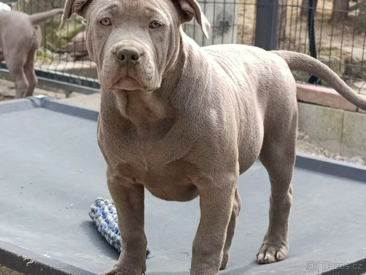 American bully xl xxl - 5