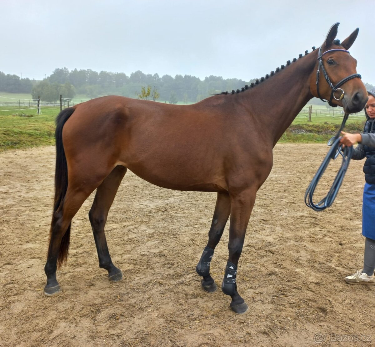 Tříletá oldenburská klisna na prodej - 5