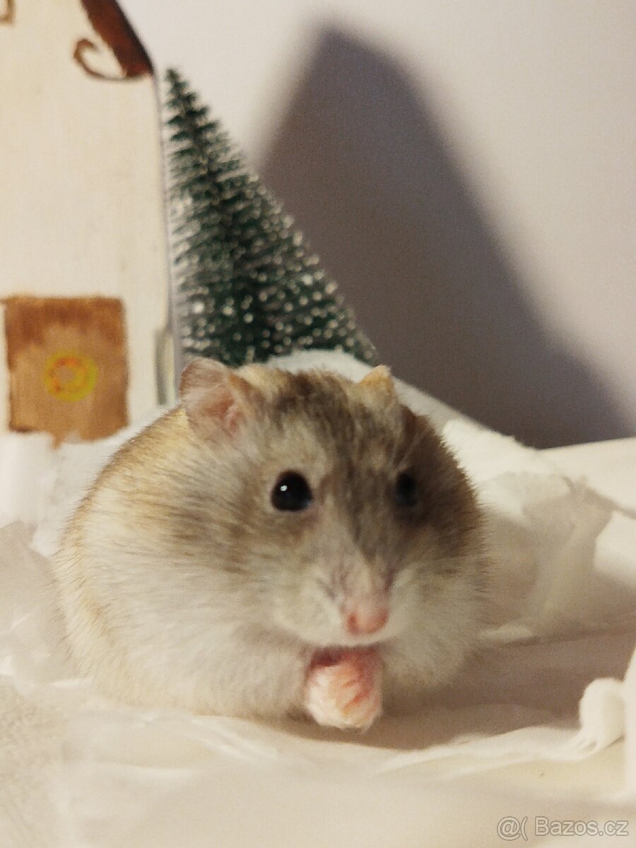 Křeček džungarský samička - 5