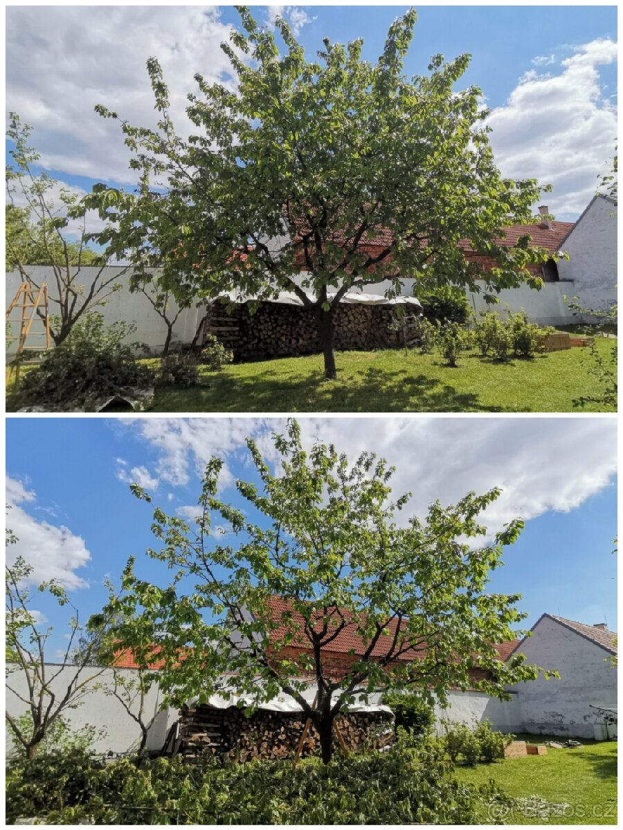 Zdravotní řez ořešáku - - 5