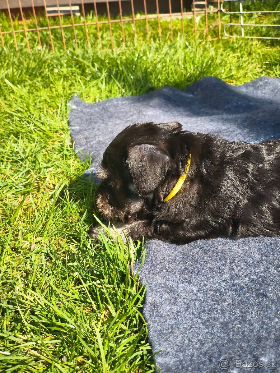 Knírač malý černostříbřitý - 5