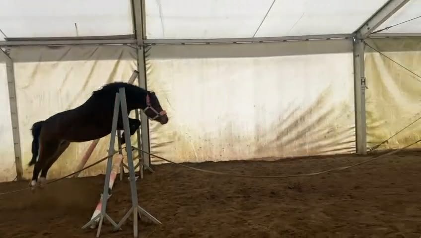 6letá klisna Welsh - 5