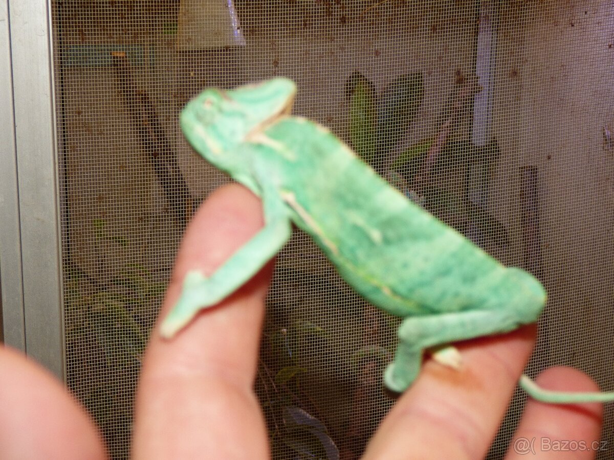 Chameleon jemenský (Chamaeleo calyptratus) - 5