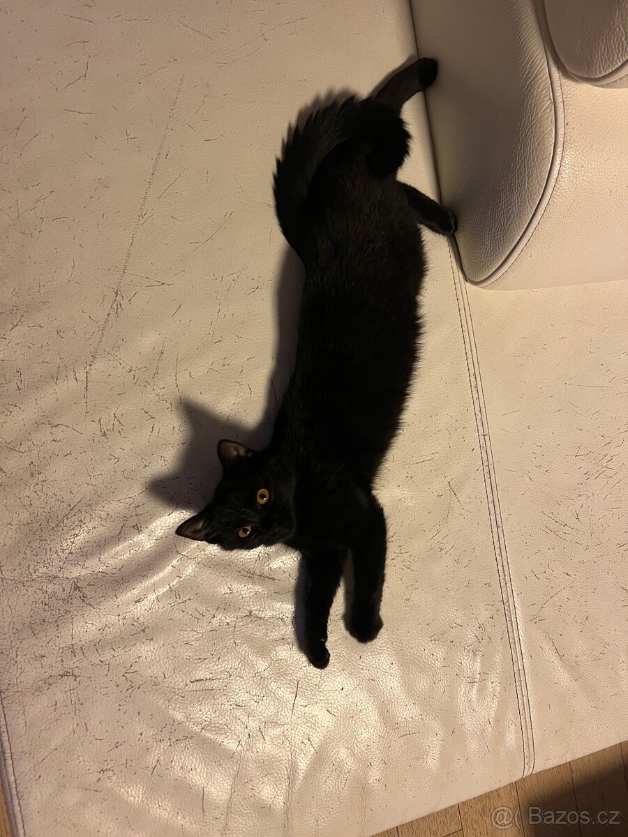 Koťátka - 5