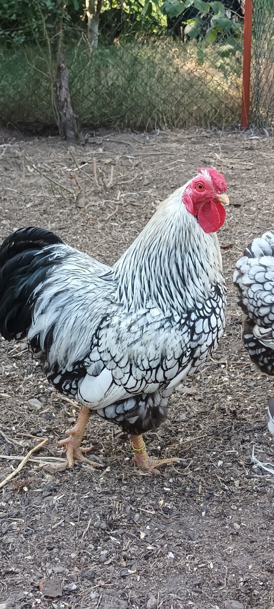 Zdrobnělá Wyandotka stříbrná černě lemovaná - 5