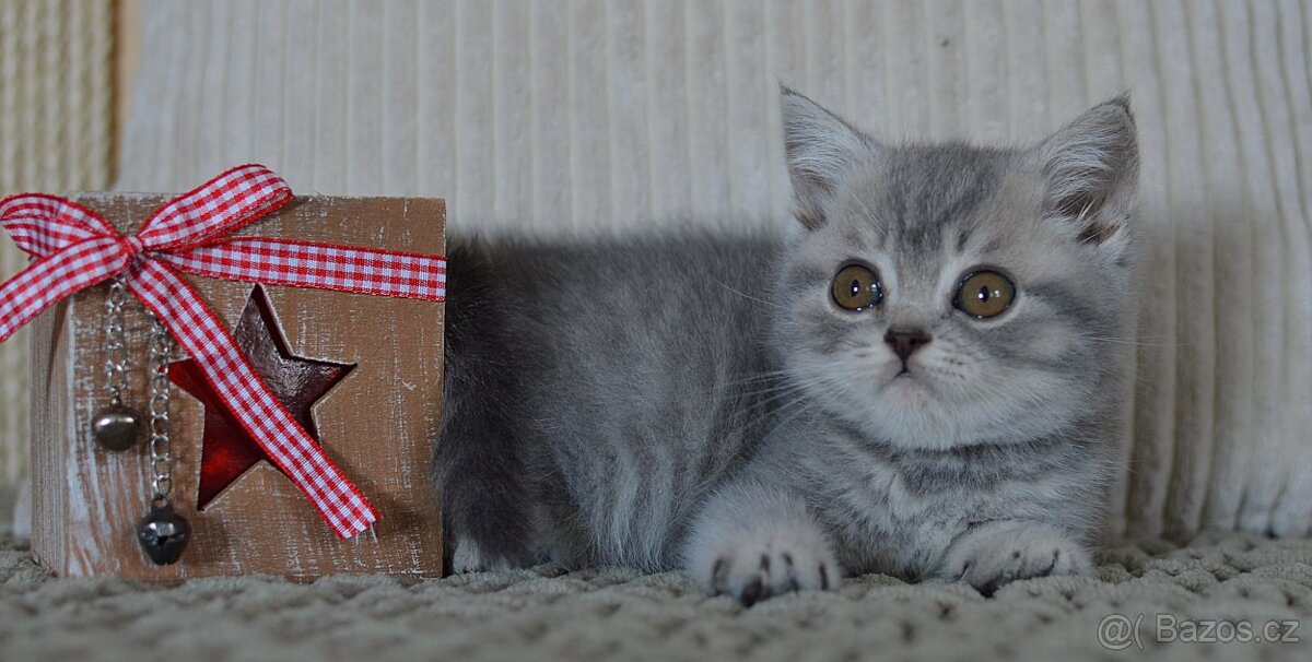 Britská krátkosrstá kočka s PP - 5