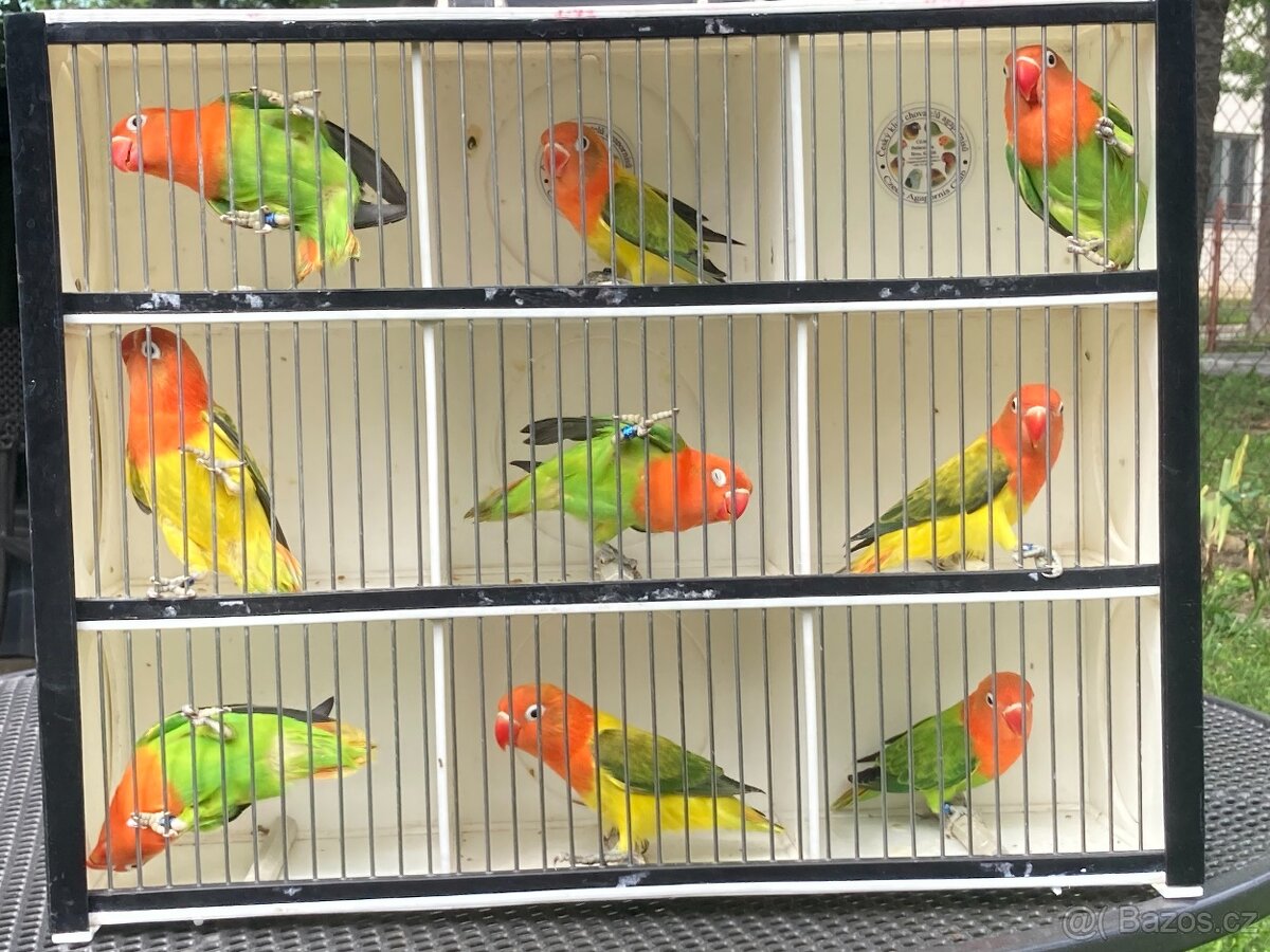 Agapornis fischeri - 5