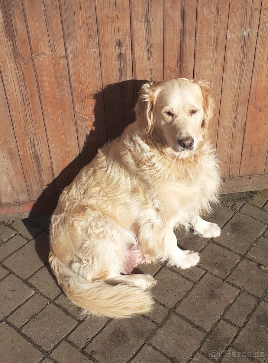 Zlatý retrívr - štěňata - 5