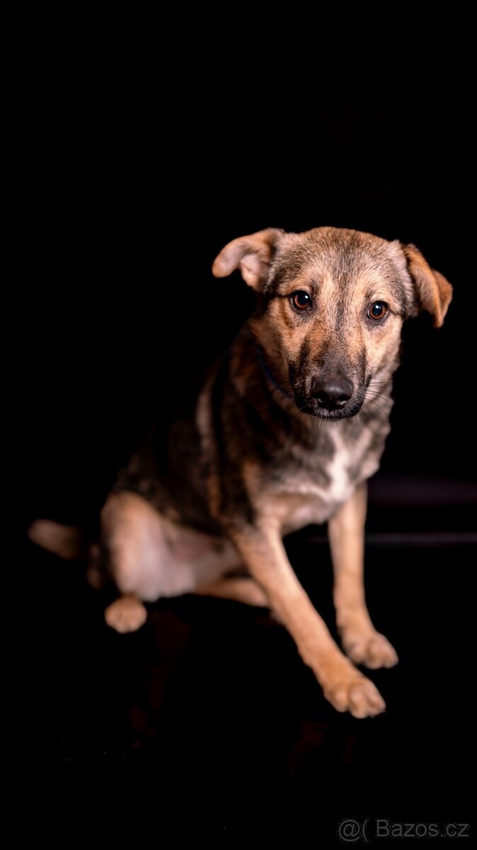 Ozzy - bojacnější štěně, 10 měsícu - 5