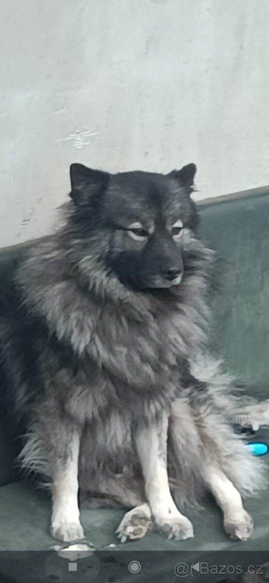 Štěňata - Německý špic vlčí - 5