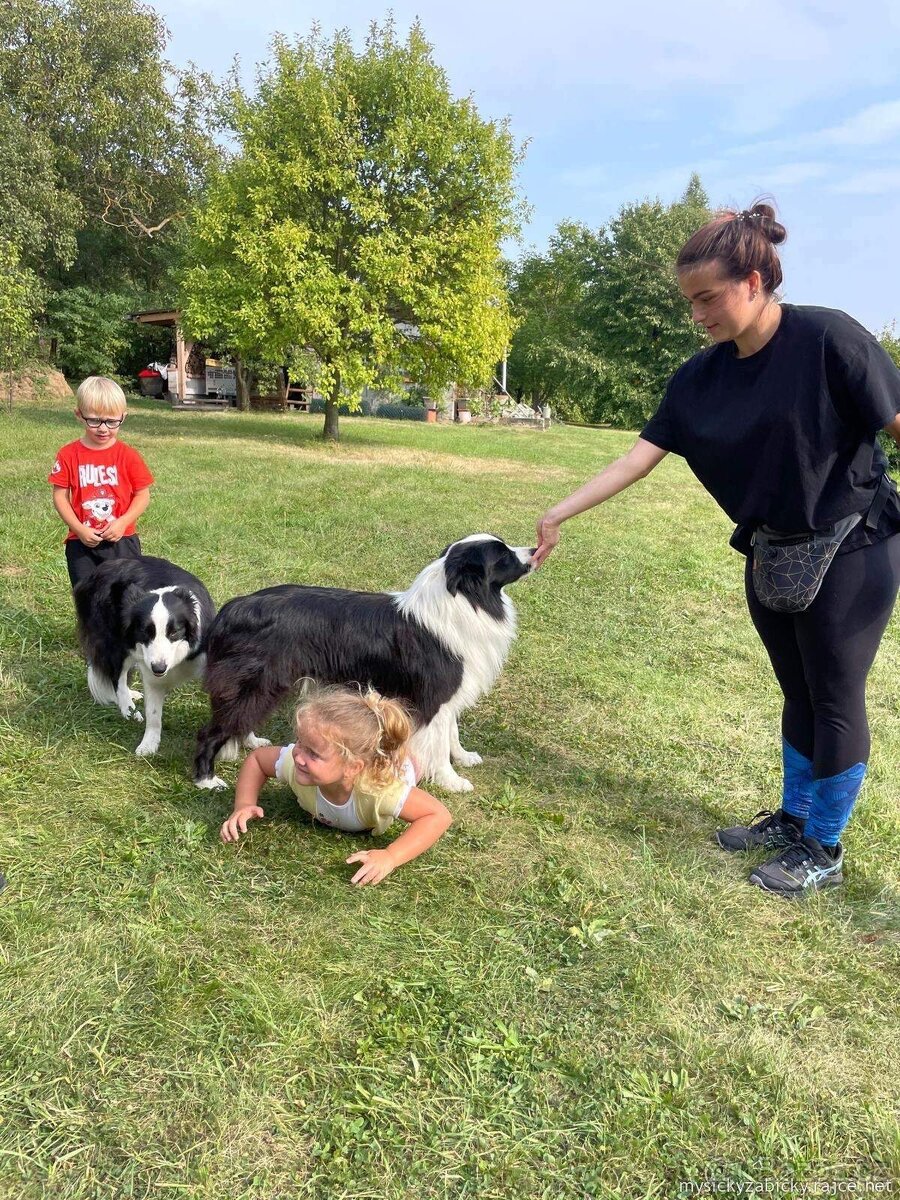 Border kolie s PP krycí pes - 5