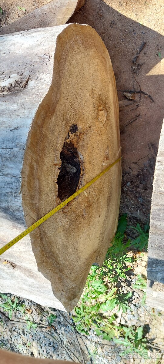 Dutý kmen jilm horský - 5