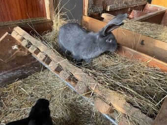 PRODÁM 75 % KŘÍŽENCE S BELGICKÝM OBREM MODRÝM - 5