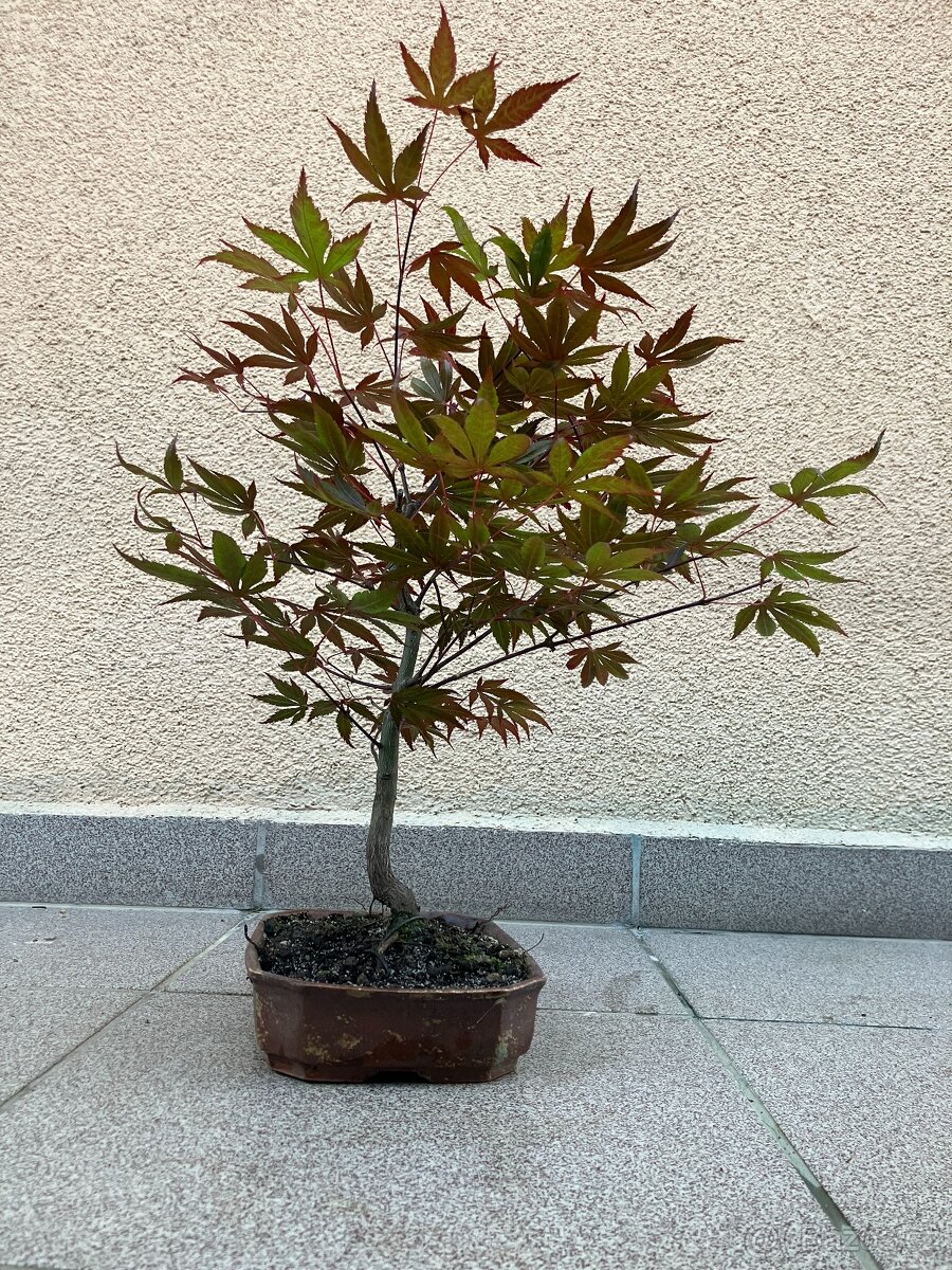 Bonsai, Bonsaj, japonský javor - 5