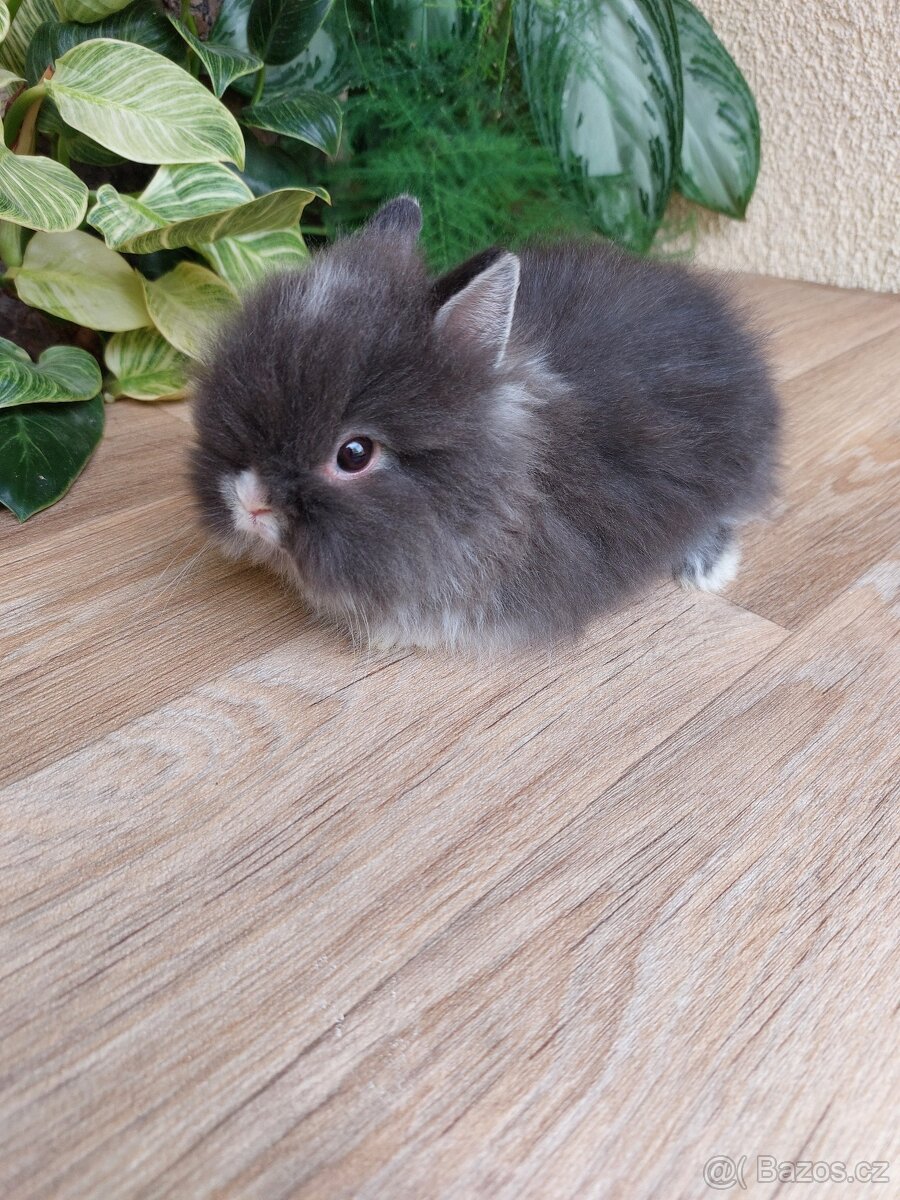 Zakrslý králík TEDDY - bílopesíkatý sameček - 5