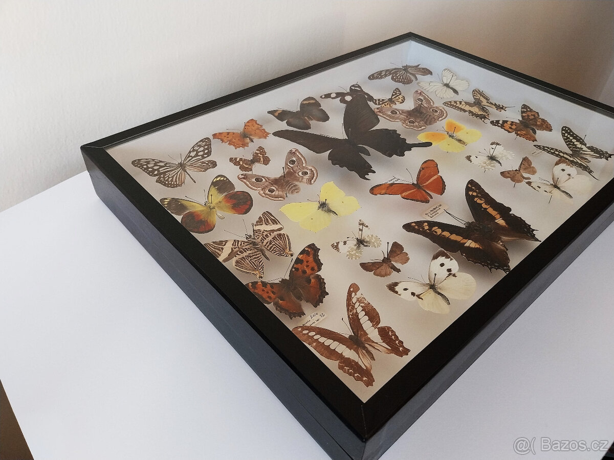 Prosklená vitrína s motýly - 5