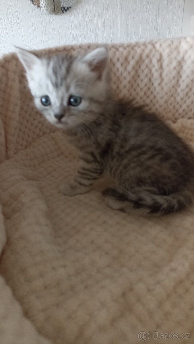 Britská whiskas koťátka s PP - 5