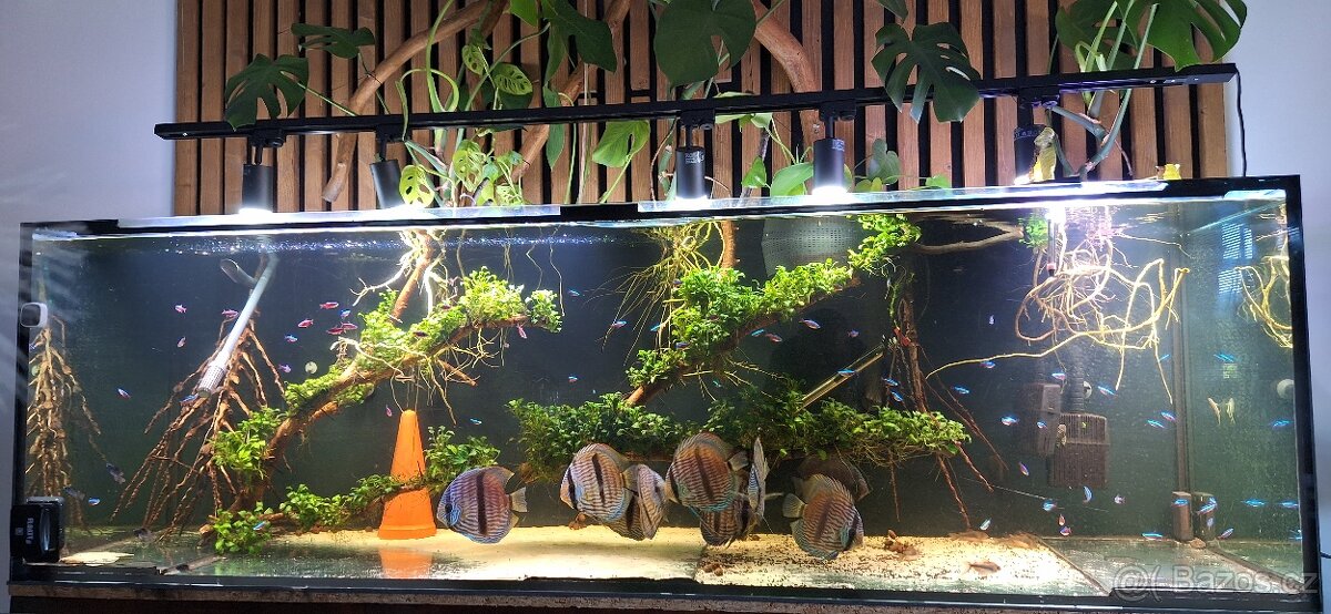 ‼️🔥Wild Nhamunda Heckel🔥‼️ - 5