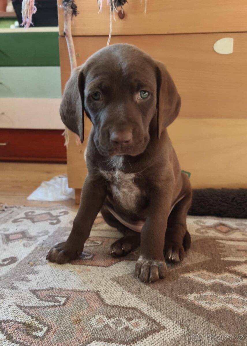 Krásná stenata - 5