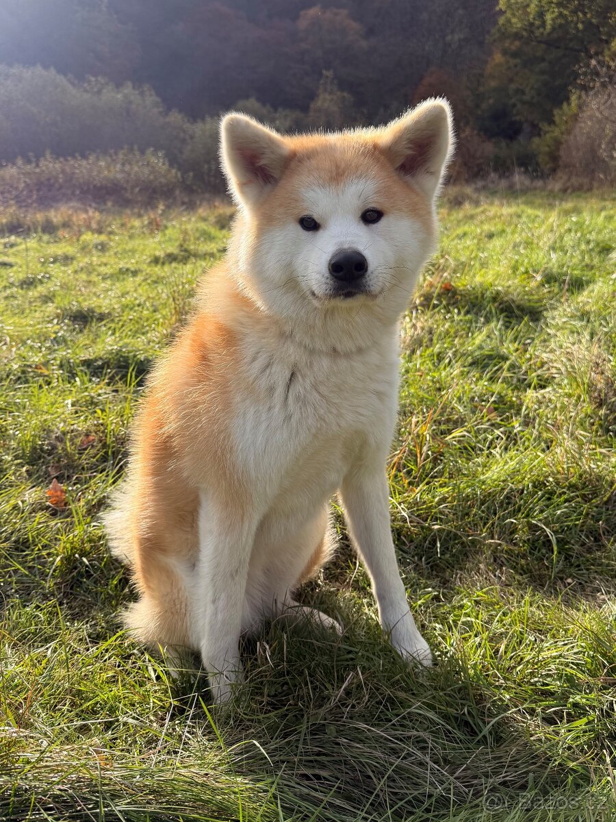 Akita Inu - 5