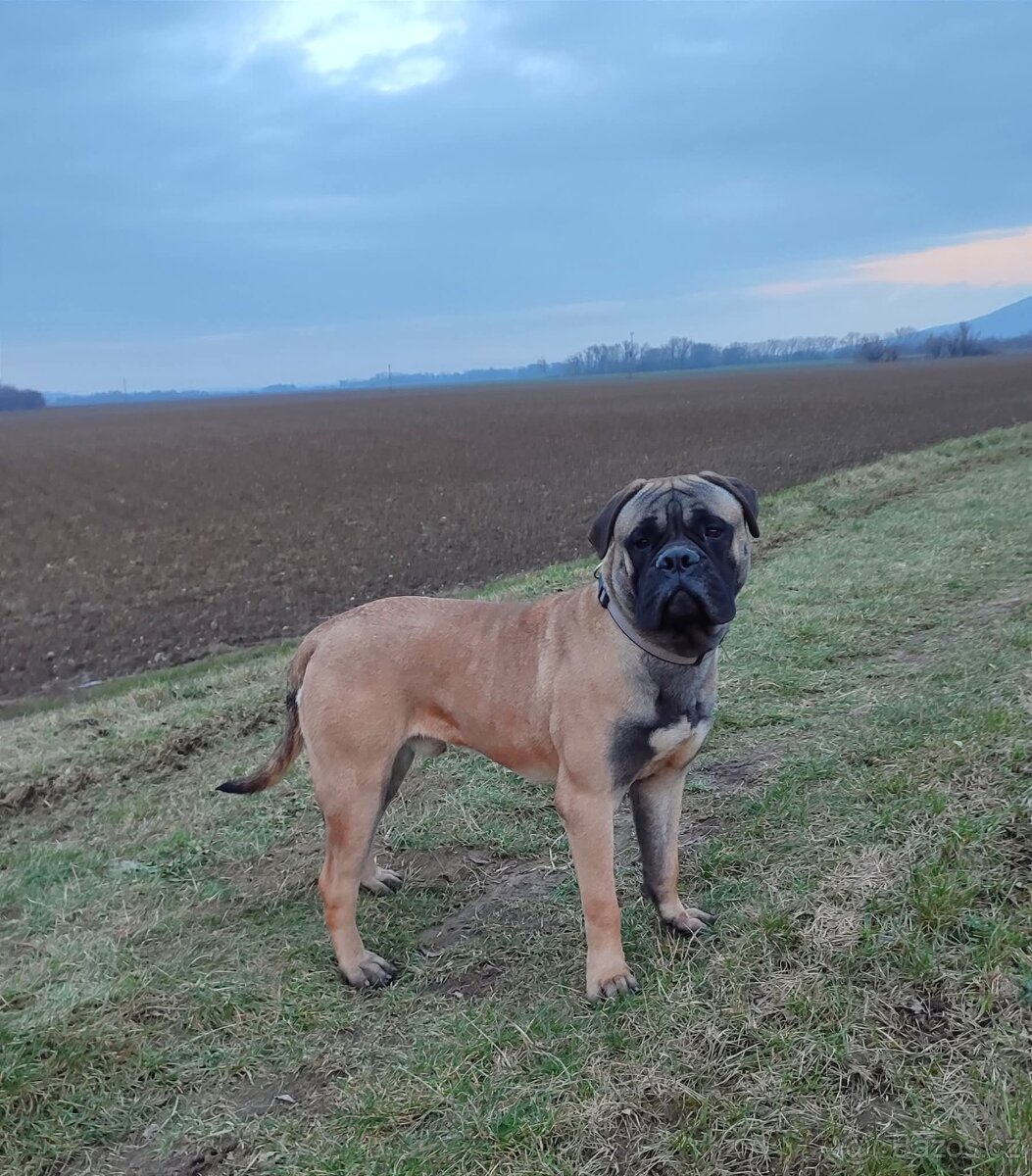 Bulmastif/ Bullmastiff s PP - 5