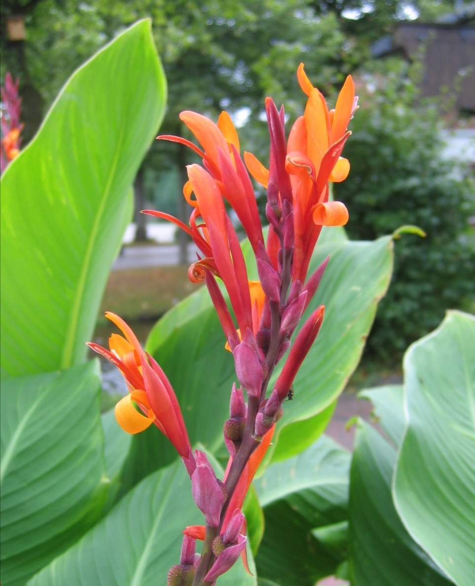 Canna Dosna - Kana indická hlízy - 5