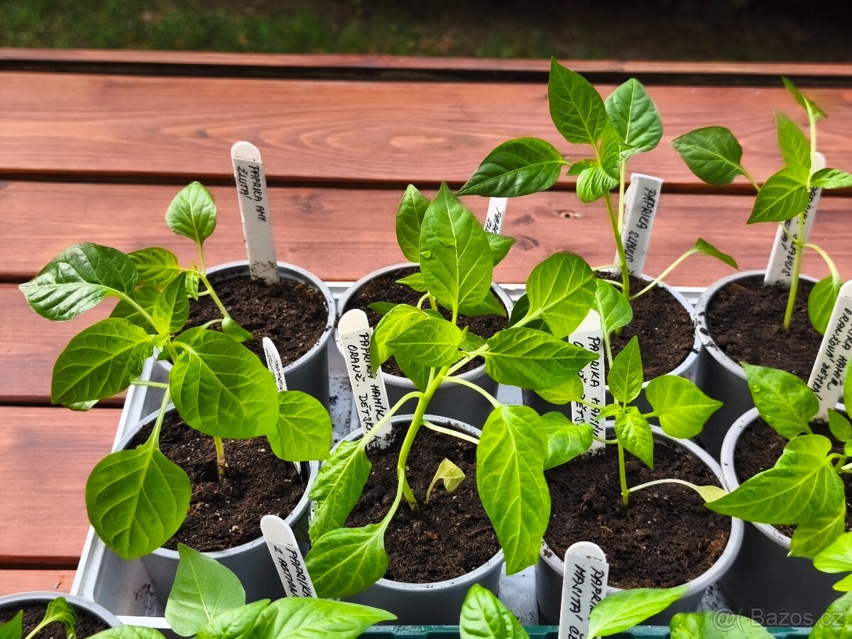 Sazenice paprik - 5