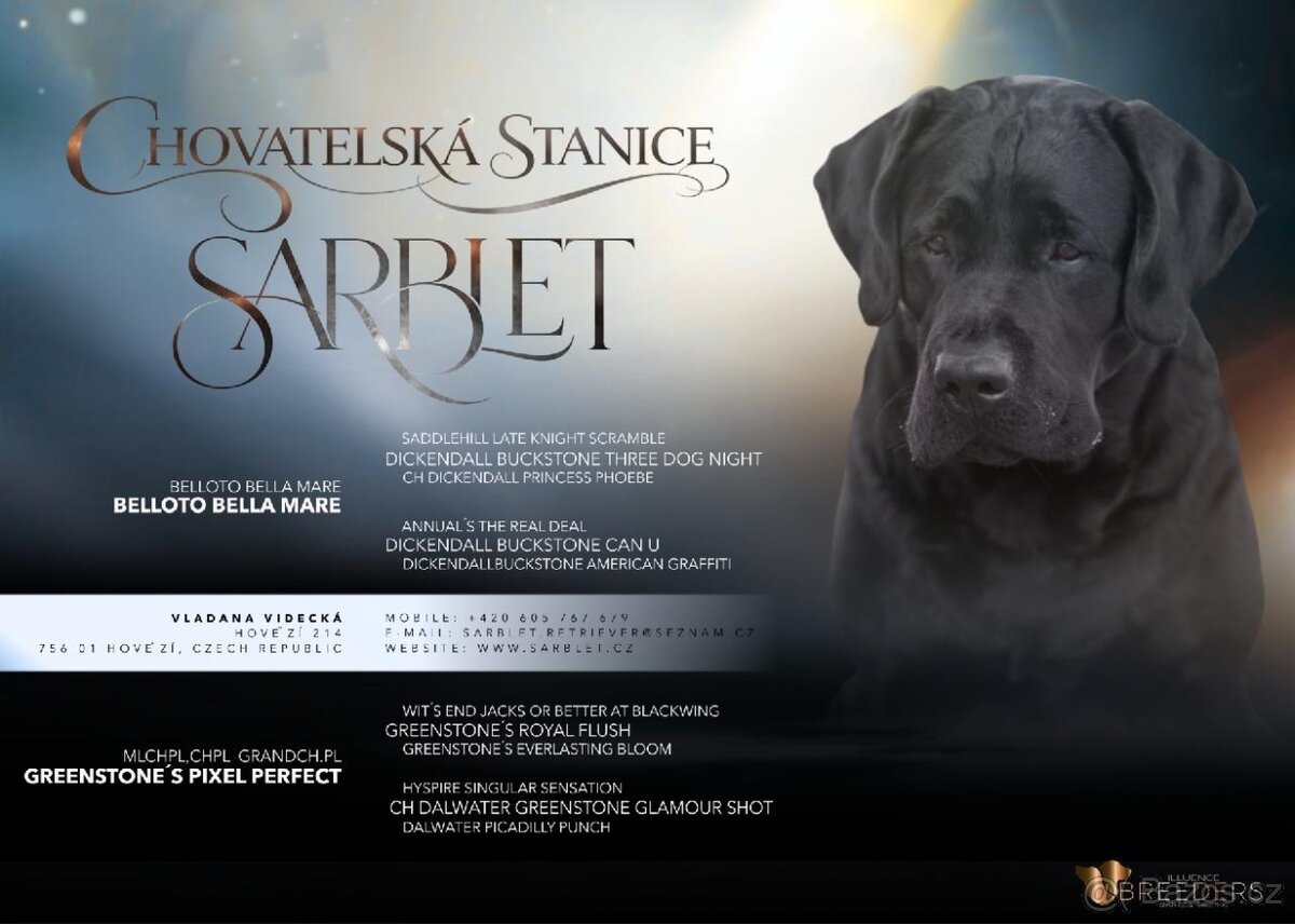 Labradorský retrívr-černá štěňátka s PP - 5