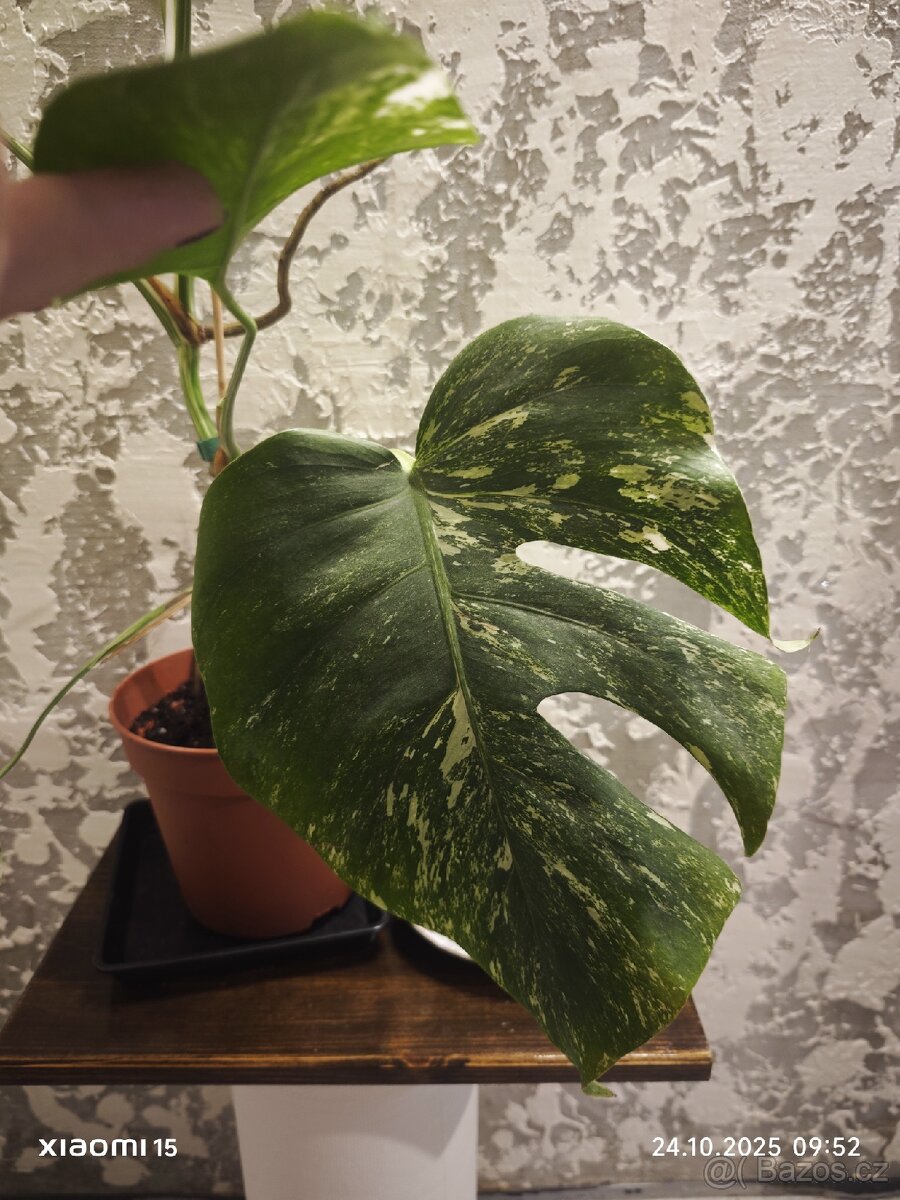 Monstera deliciosa alba - 5