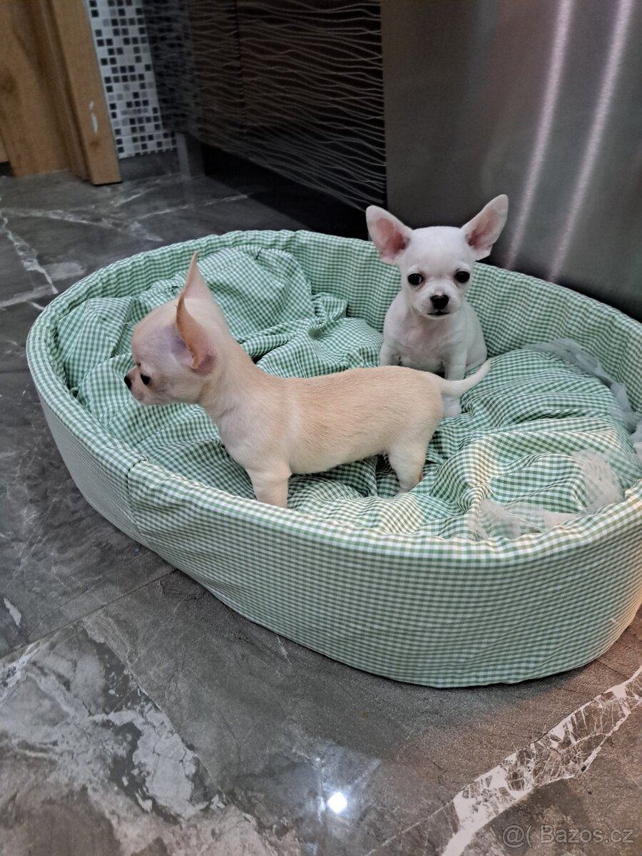 Čivava Mini pejsci - 5