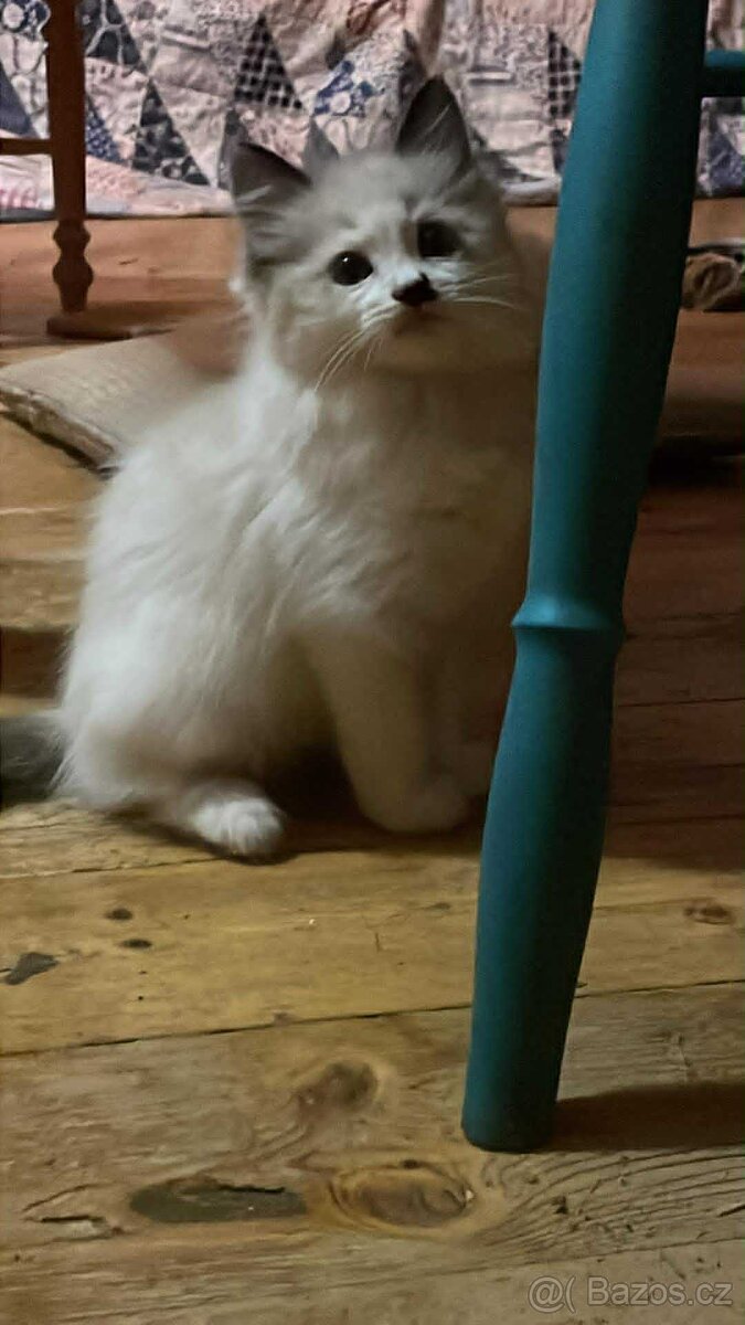 Ragdoll - koťata/kocourci bez PP - 5