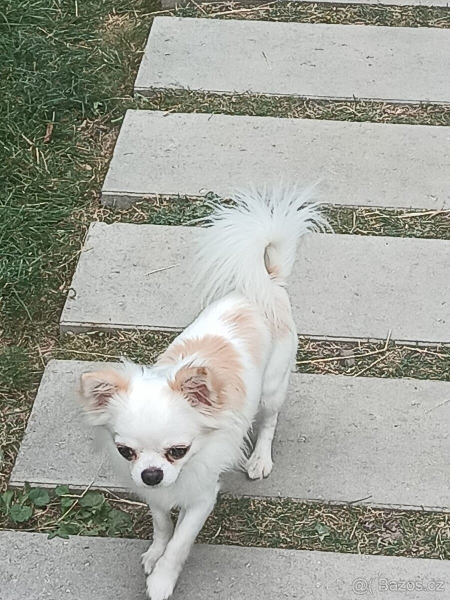 Čivava s PP na krytí - 5