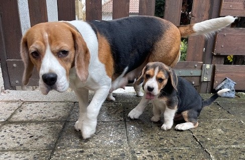 Štěně beagle tricolor, bígl pejsek - 5
