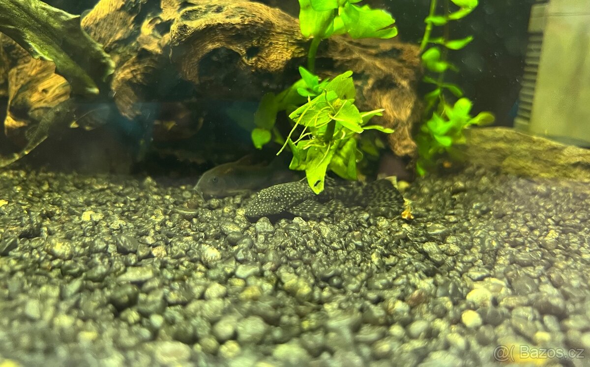 Akvárium INVITAL 60L. S rybičkama a filtrem Oase Bioplus 100 - 5