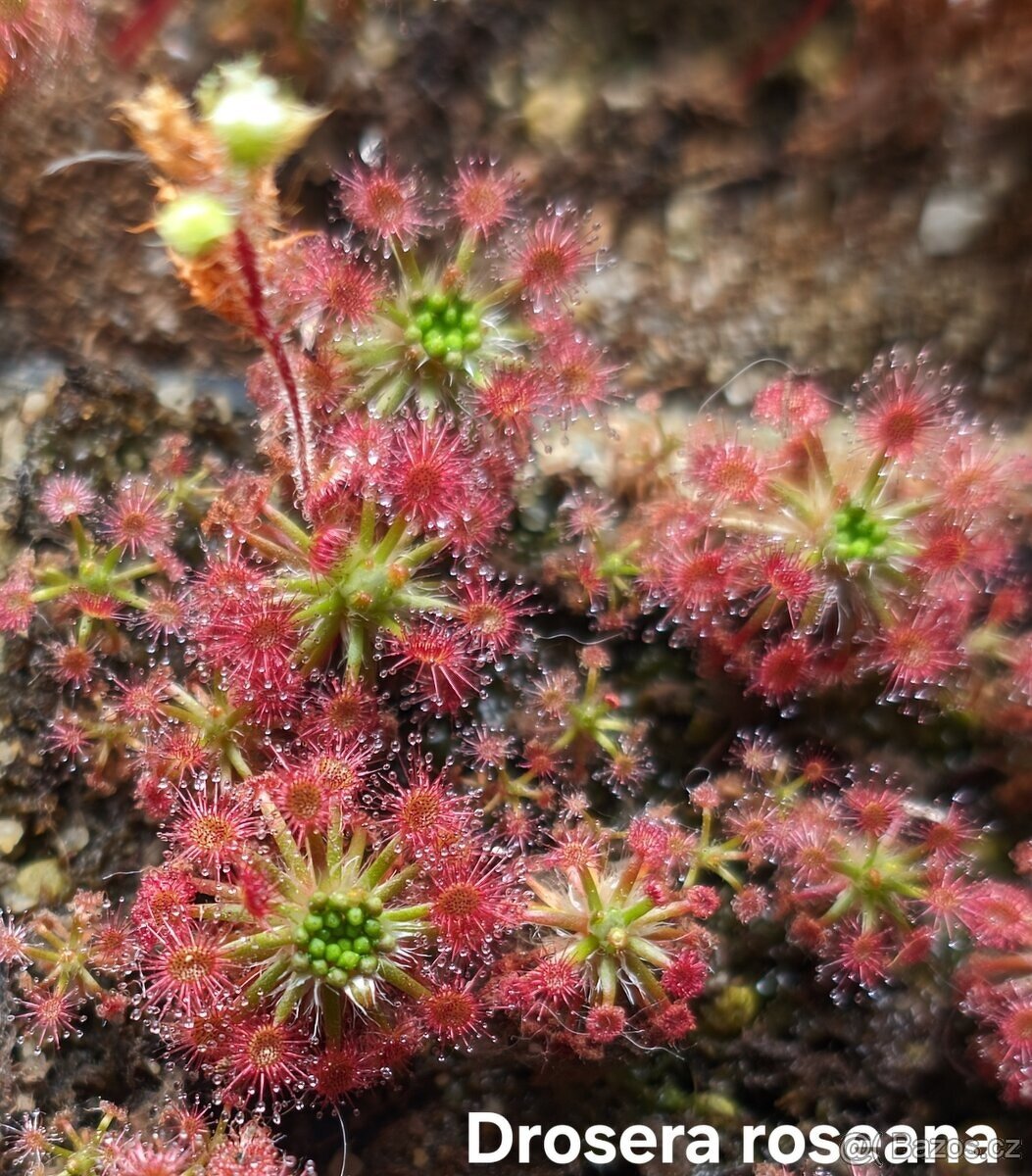 Masožravé trpasličí rosnatky - 5
