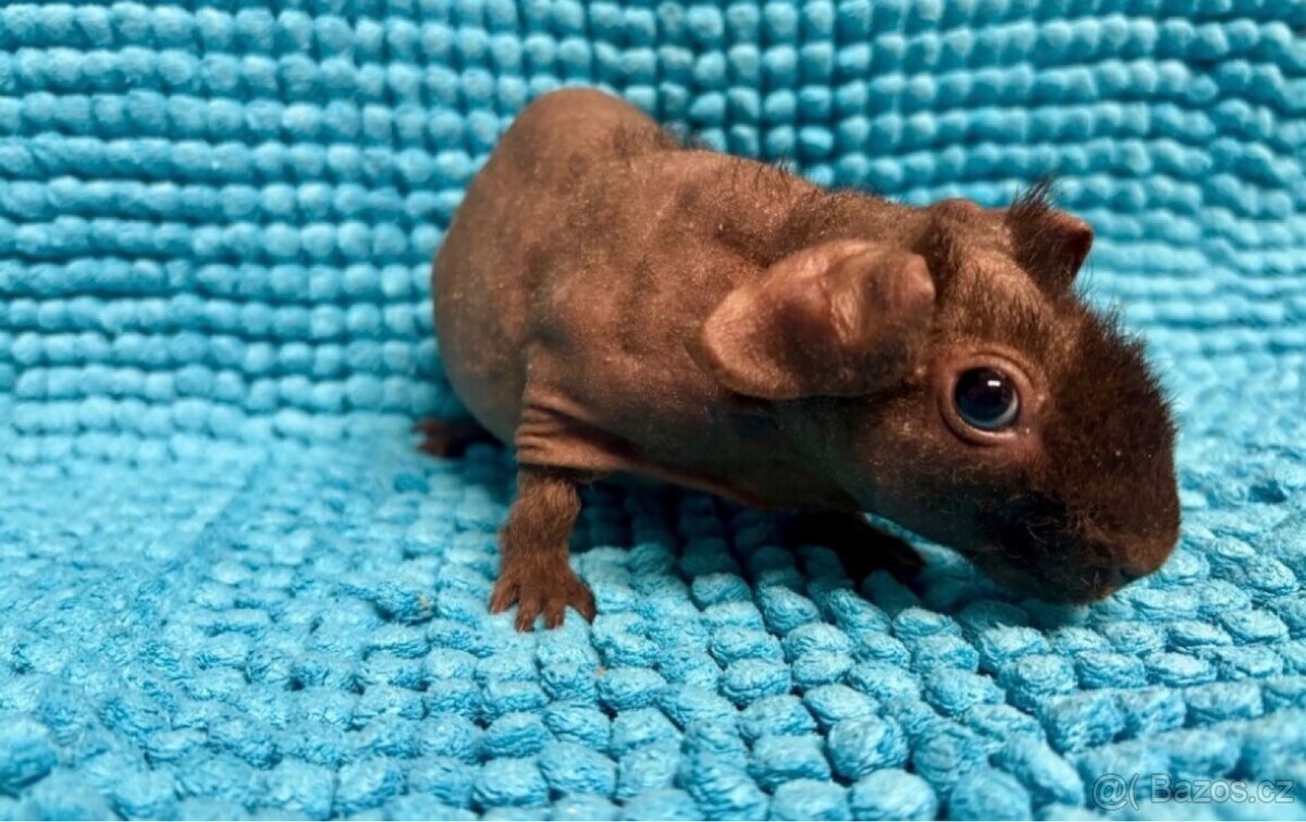 Skinny morče, mazlíček - 5