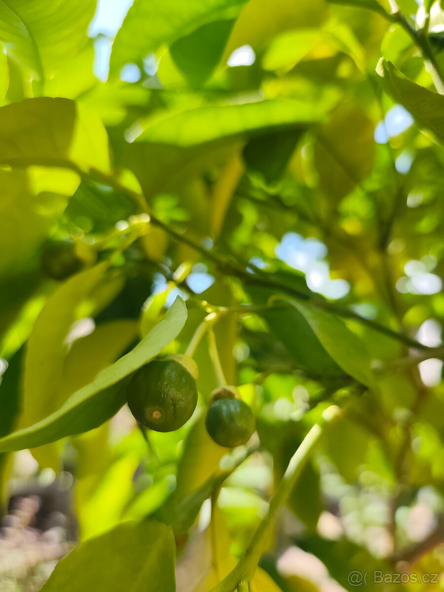 Prodám plodící grep MARSH SEEDLESS (č.47b) - 5