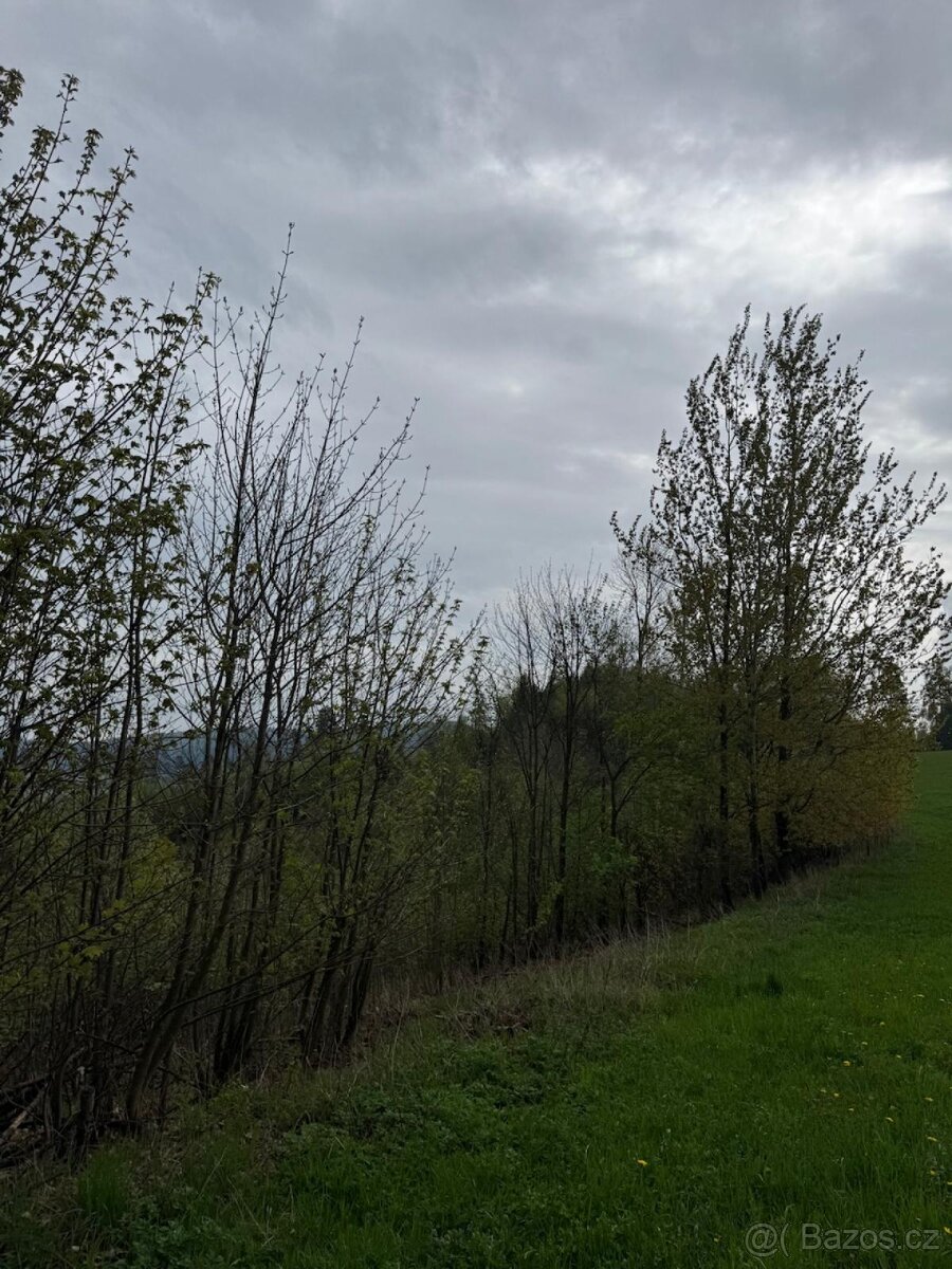 Prodám lesní pozemky v k.ú. Bukovina u Čisté. - 5