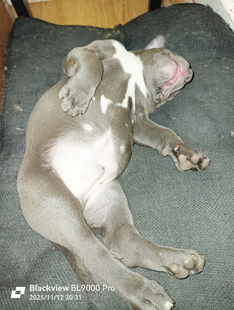 American Bully XL - 5