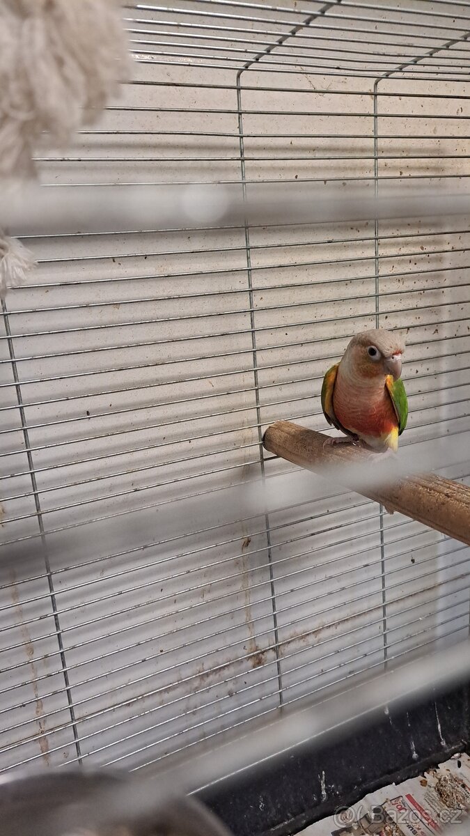 Pyrura zelenolici - 5