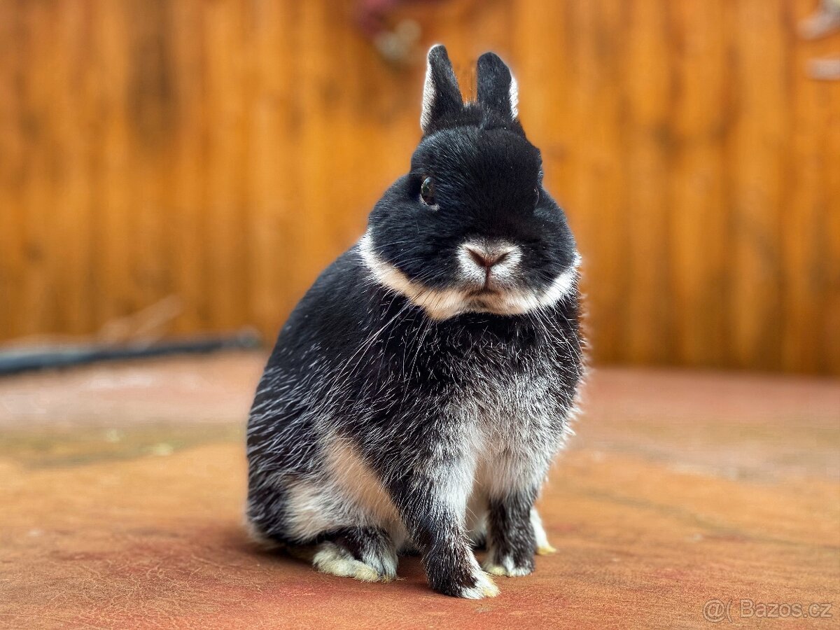 Zakrslý králíček- bílopesíkatý černý s PP - 5