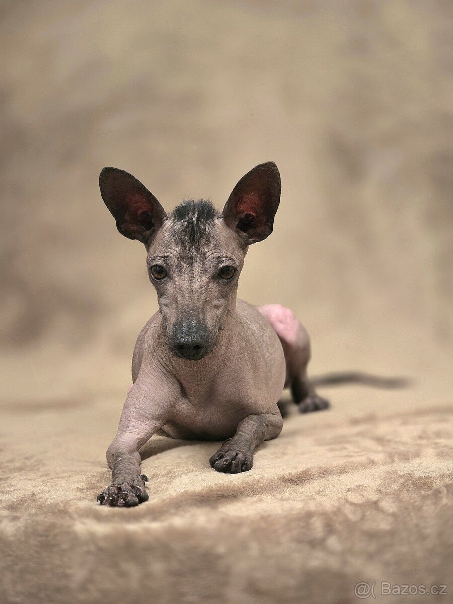 Mexický naháč miniatúrny- mini xolo s PP - 5