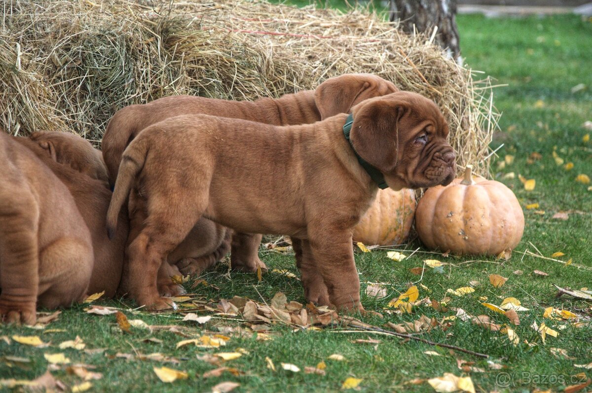 Bordeauxska doga, bordo doga, Dogue de Bordeaux - 5