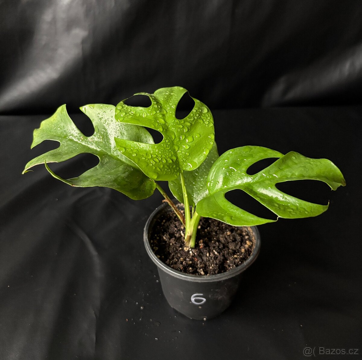 Monstera minima (Rhaphidophora tetrasperma) - 5