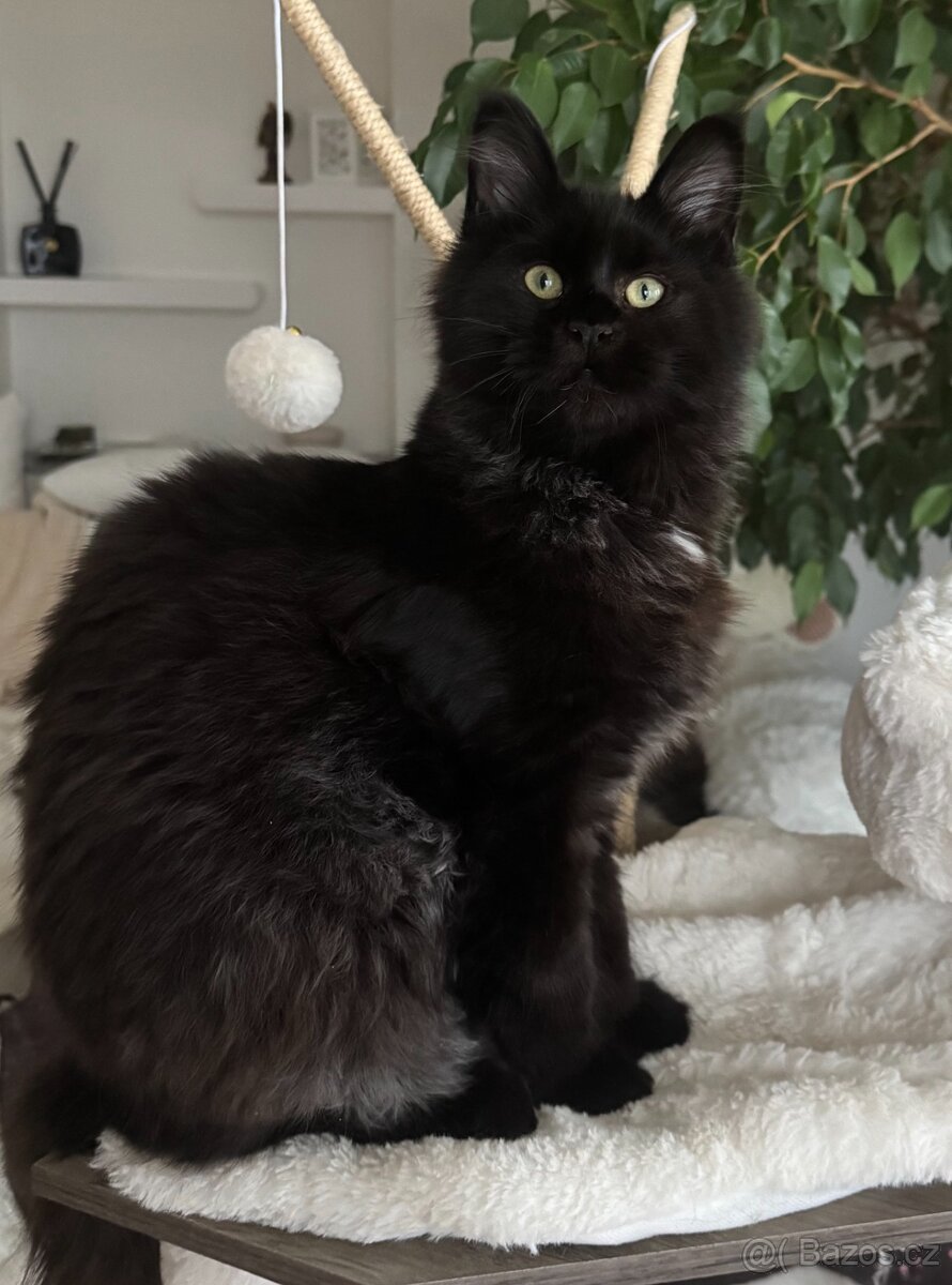 Mainská mývalí koťata s PP - 5