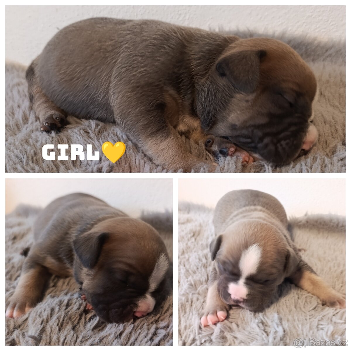 American Bully Standard - 5