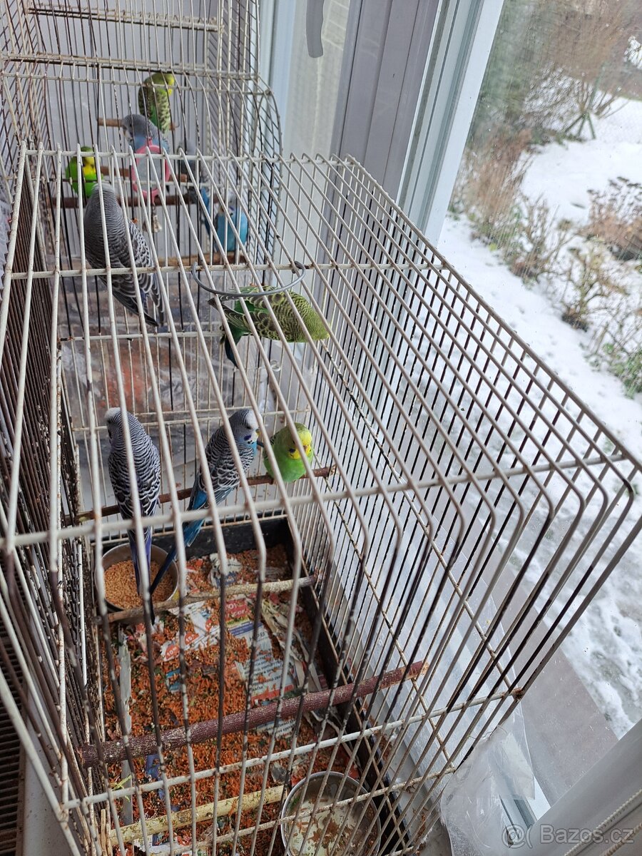 Andulka vlnkovaná - mláďátko - sameček - 5